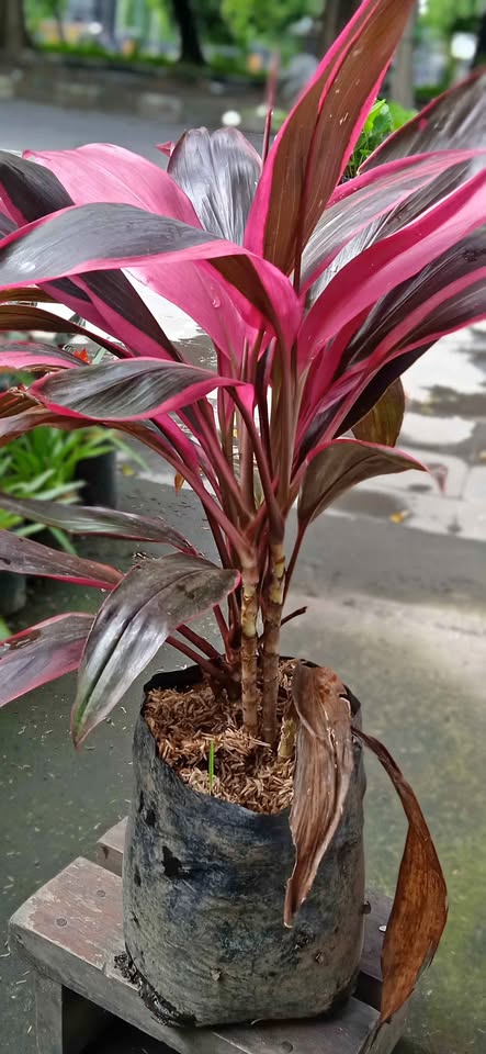 Tanaman hias daun merah Andong Merah untuk proyek taman