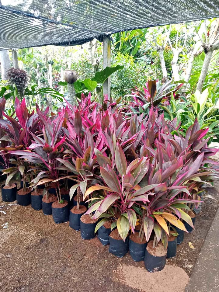 Tanaman Andong Merah siap tanam untuk taman Tamannika