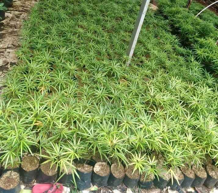Tanaman Ararea kuning hijau untuk border taman minimalis