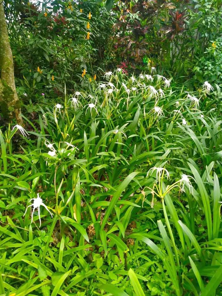 Jual tanaman hias Bakung Putih Bunga Bakung Crinum Lily Spider Lily untuk taman