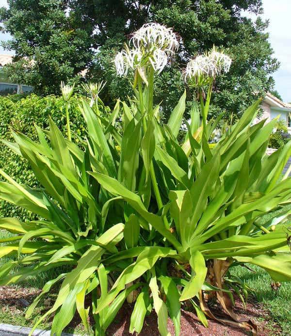 Bunga Bakung Putih Crinum Lily Spider Lily untuk taman