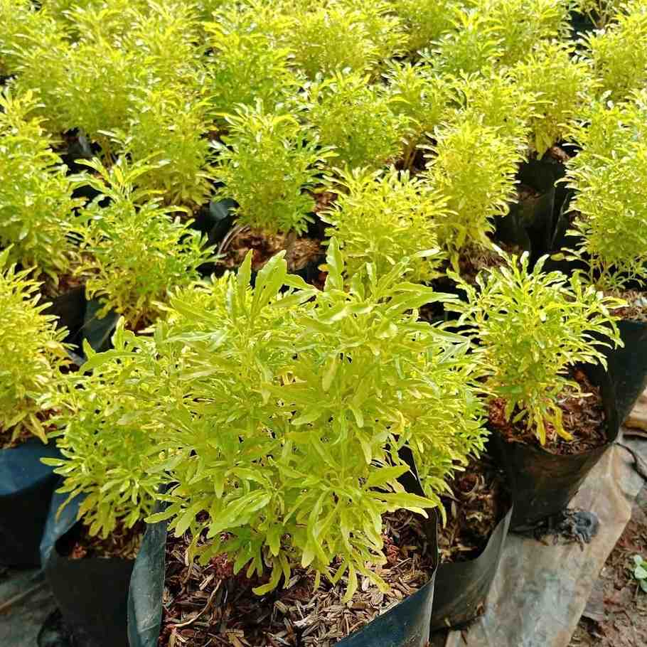 Brokoli kuning tanaman perdu hias landscape