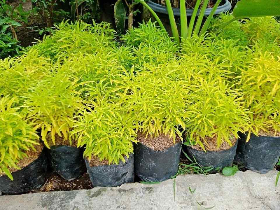 Jual tanaman brokoli kuning untuk taman border dan landscape