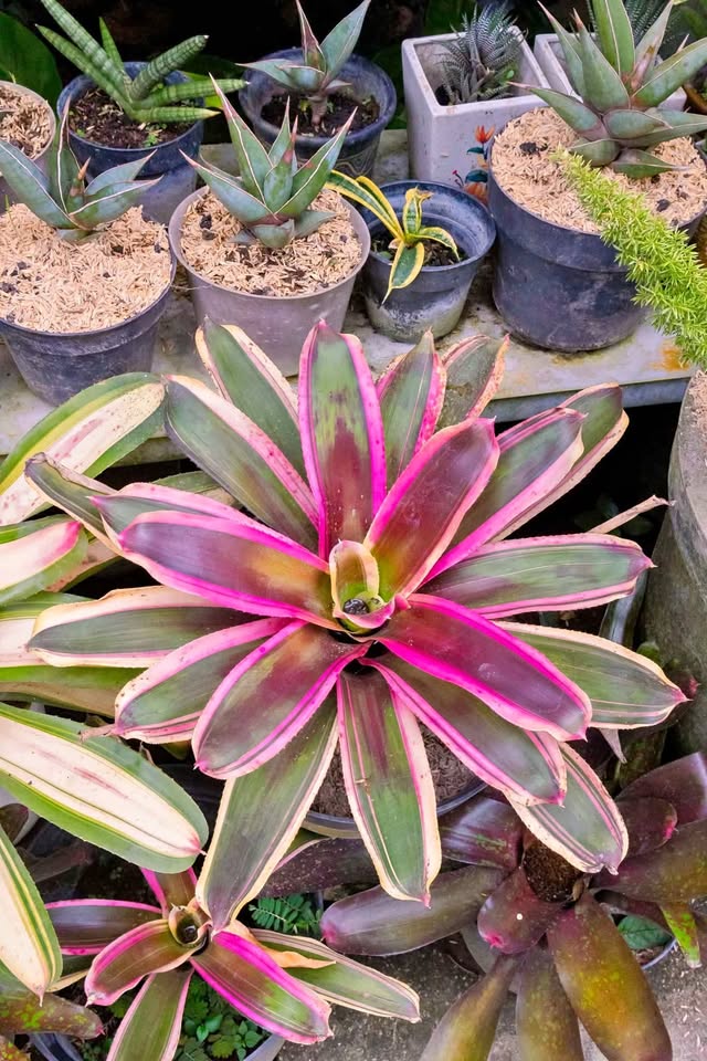 Jual tanaman hias Bromelia merah untuk taman tropis dan outdoor