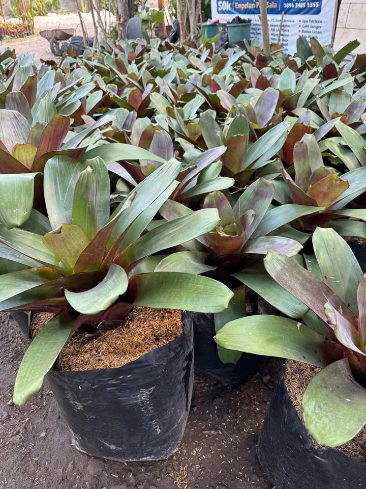 Tanaman hias Bromelia untuk taman rumah dan landscape