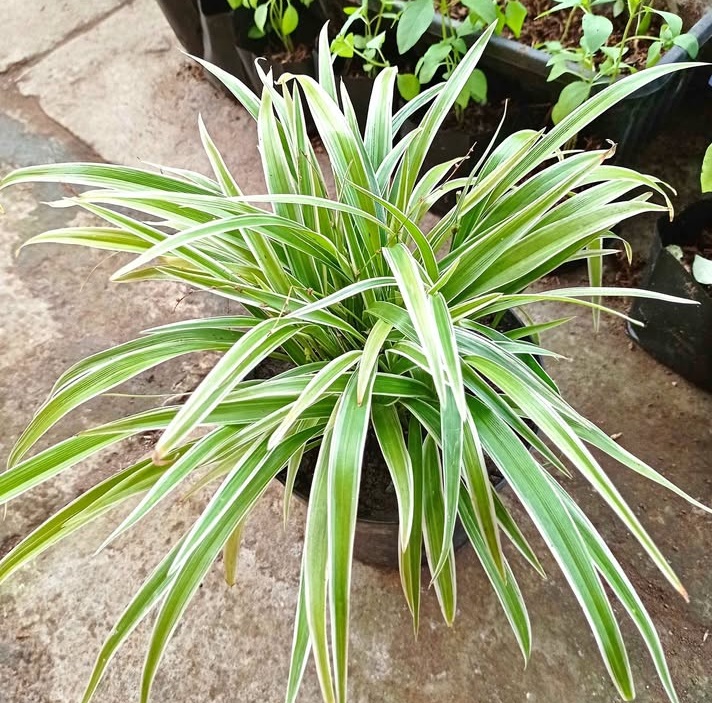 Jual tanaman hias Bulu Ayam Lili Paris Spider Plant untuk taman dan landscape