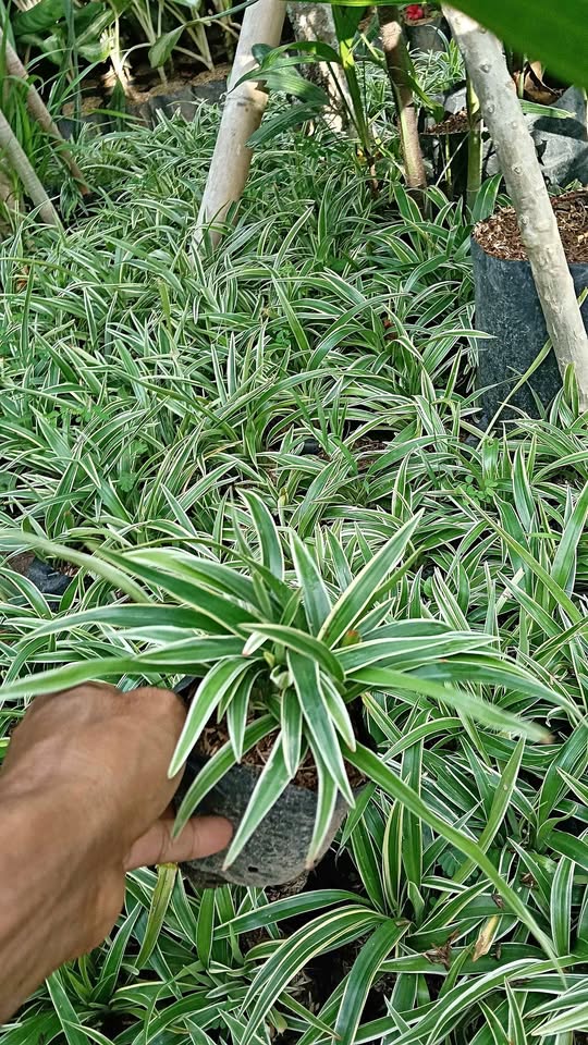 Tanaman Bulu Ayam daun hijau putih untuk border taman