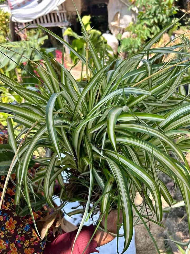 Lili Paris Spider Plant Chlorophytum untuk pot gantung dan pot teras