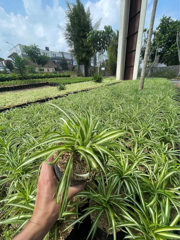 Tanaman hias Bulu Ayam untuk taman tropis cafe kantor dan villa