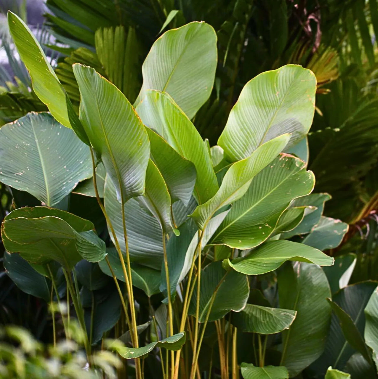Calathea Luthea