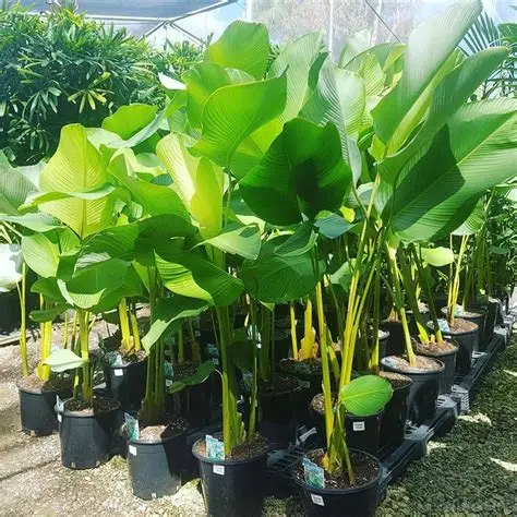 Ciri-ciri tanaman hias Calathea lutea daun lebar tropis