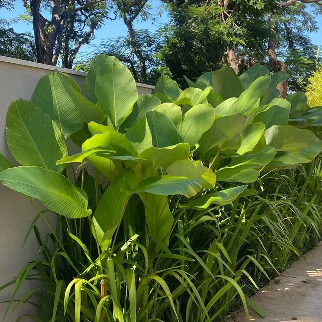 jual tanaman hias calathea lutea 2