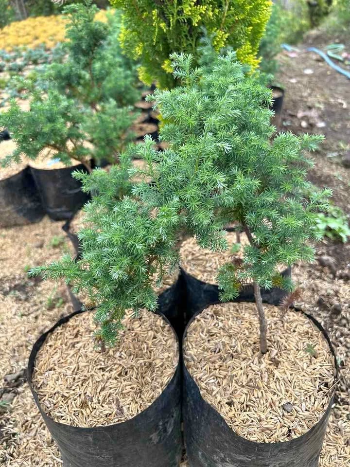 Jual tanaman hias Cemara Embun daun jarum hijau keabuan untuk taman dan landscape