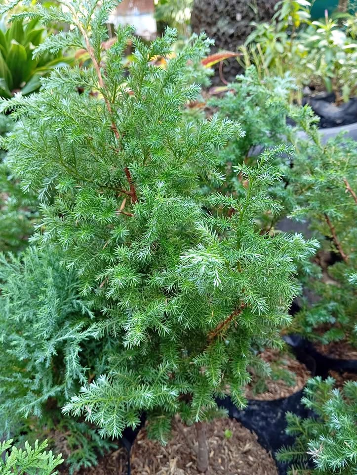 Tanaman Cemara Embun daun jarum hijau keabuan untuk pot