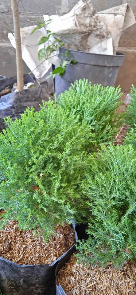 Cemara Embun untuk pot dekoratif dan taman outdoor