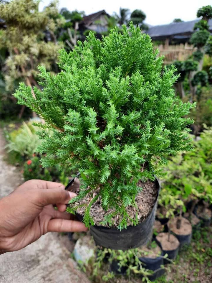 Cemara Embun siap tanam untuk proyek landscape Tamannika