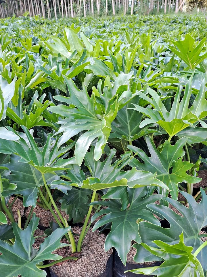 Jual tanaman hias Pilodendron Philodendron Dendron untuk indoor dan landscape