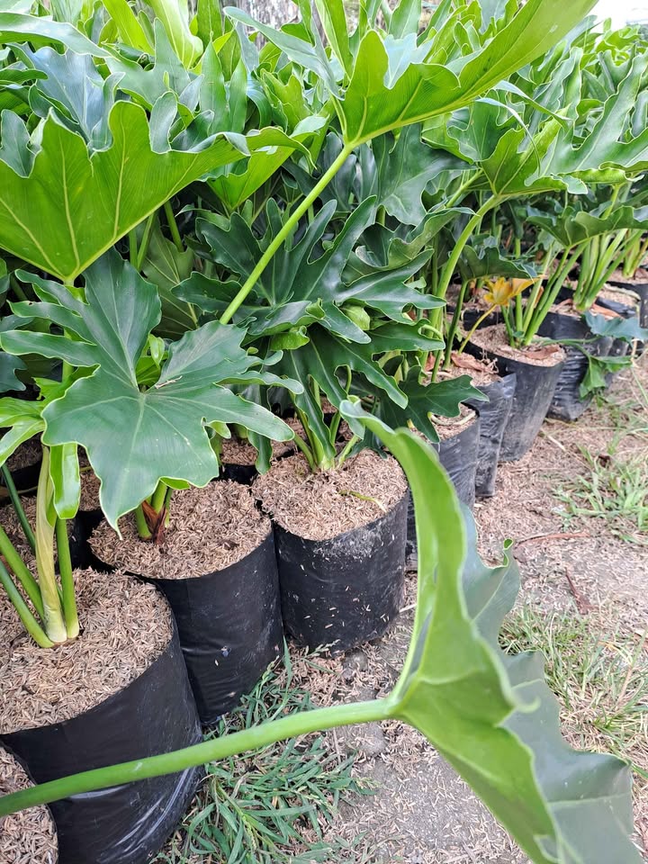 Tanaman hias Philodendron untuk taman tropis semi teduh