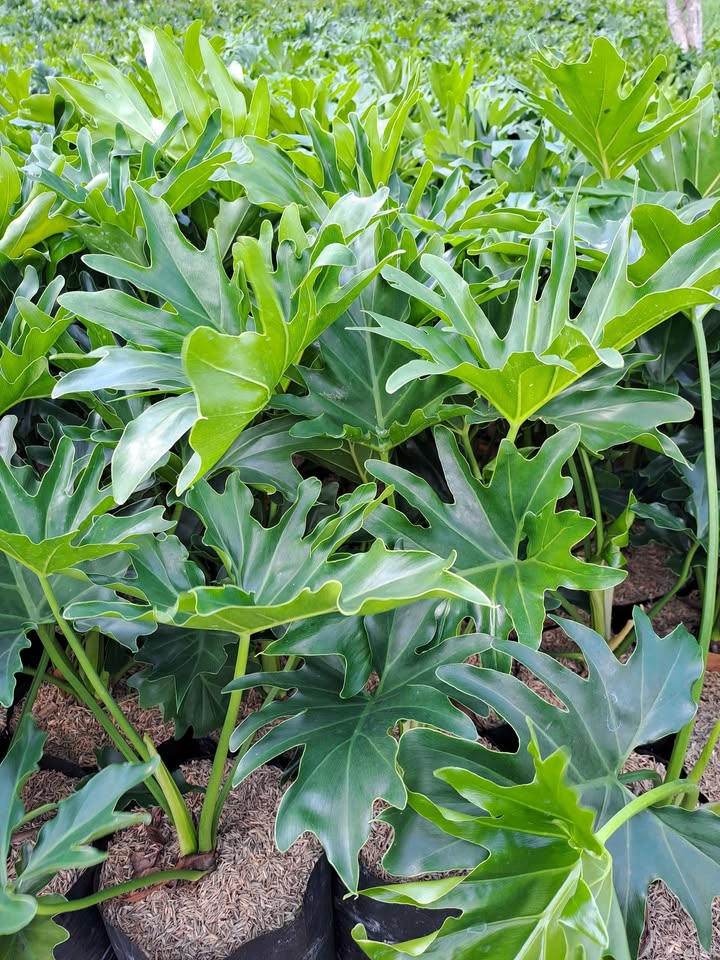 Philodendron siap tanam untuk proyek landscape Tamannika