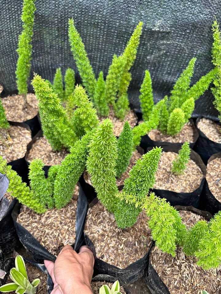 Jual tanaman hias Ekor Tupai untuk pot dan teras rumah