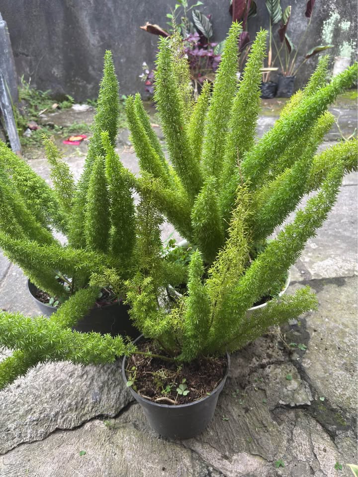 Tanaman Ekor Tupai Asparagus hijau rimbun untuk taman minimalis