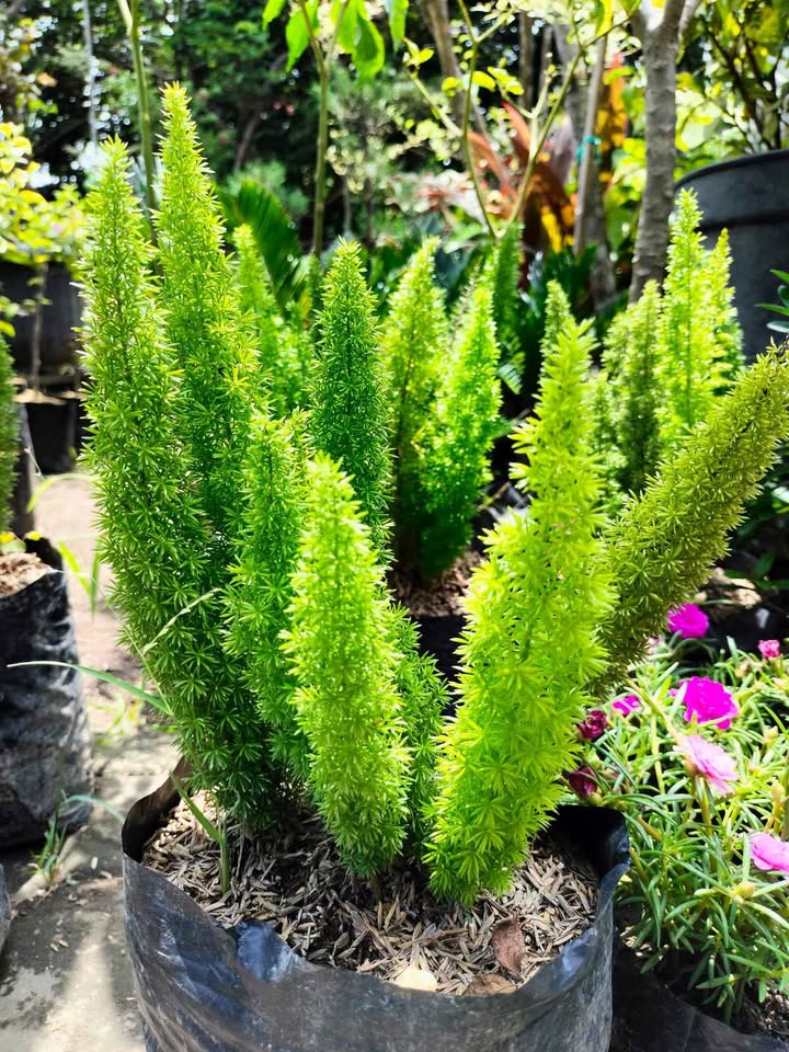 Tanaman hias daun Ekor Tupai foxtail fern untuk landscape