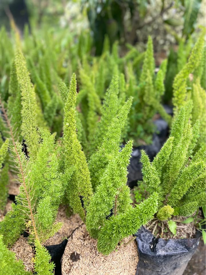 Ekor Tupai Asparagus untuk border taman dan area hijau