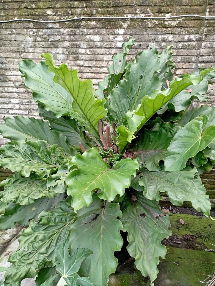 Jual tanaman hias Gelombang Cinta Anthurium plowmanii Wave of Love untuk pot dan landscape