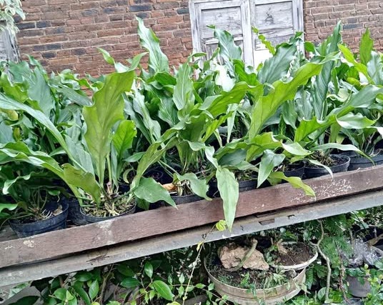 Tanaman Anthurium plowmanii daun besar bergelombang untuk pot dan teras teduh