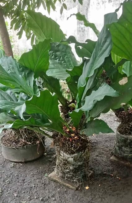 Tanaman hias Anthurium Gelombang Cinta untuk taman tropis semi teduh