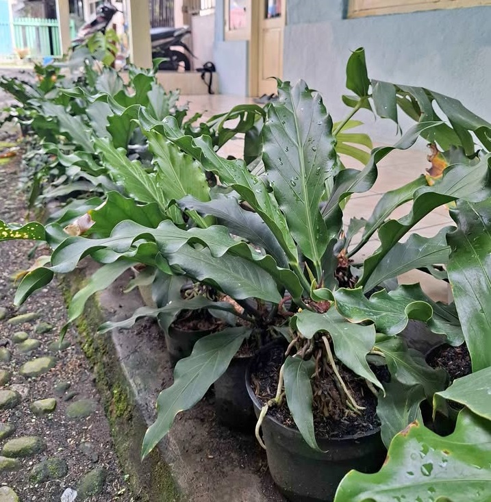 Gelombang Cinta siap tanam untuk proyek landscape Tamannika