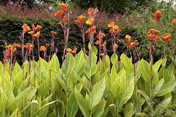 Jual tanaman hias Kana Canna Lily untuk taman tropis