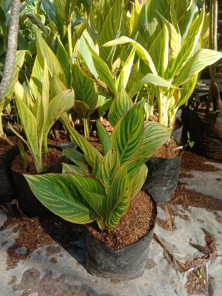 Bunga Kana kuning untuk taman outdoor