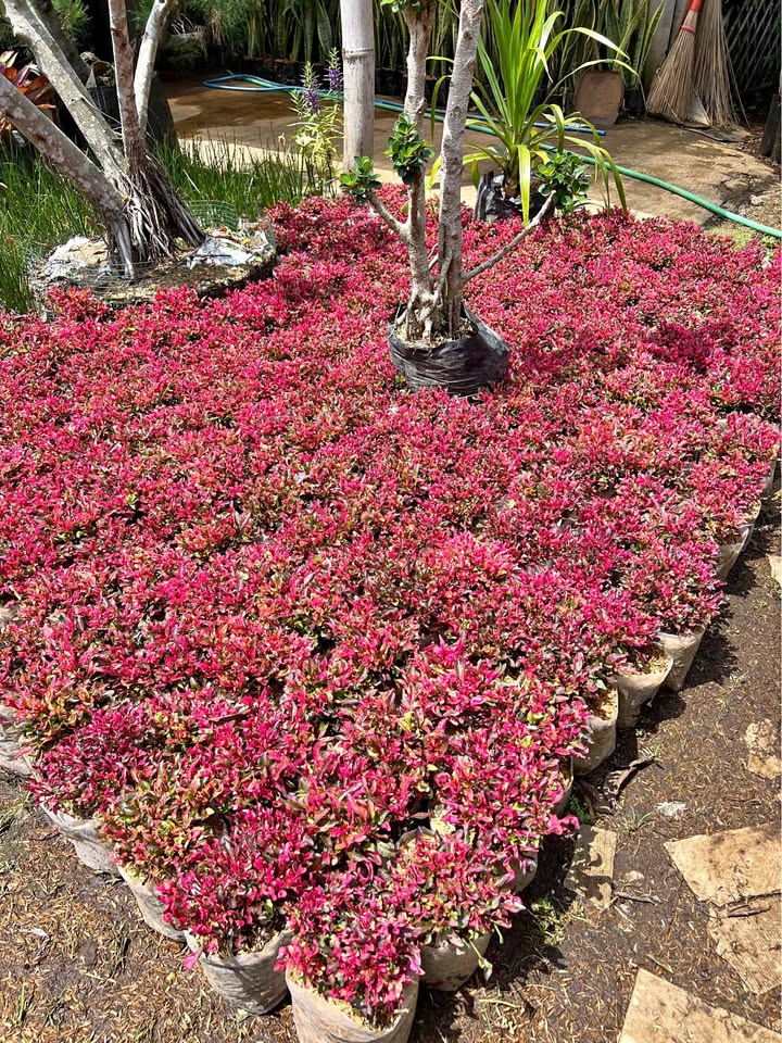 Krokot Merah untuk dekorasi taman dan landscape