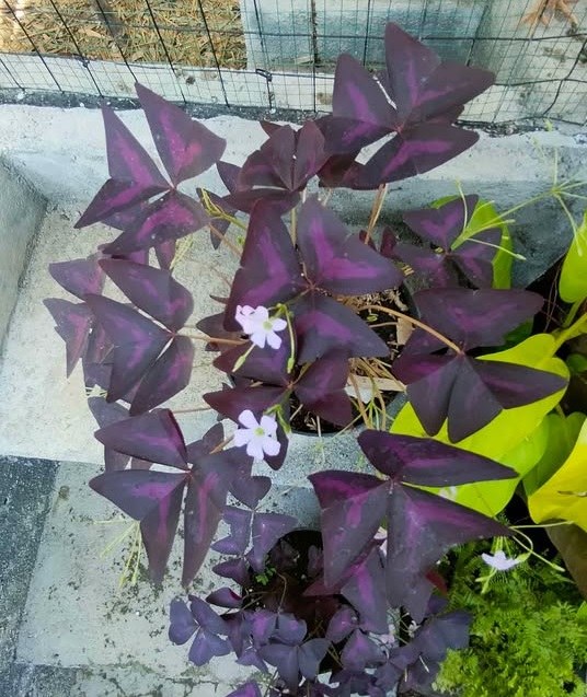 Jual tanaman hias Kupu-kupu Oxalis triangularis Purple Shamrock untuk pot dan indoor