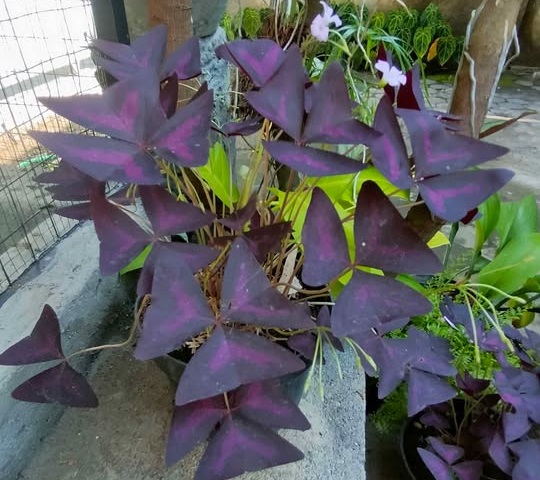 Tanaman Kupu-kupu daun ungu untuk dekorasi indoor terang