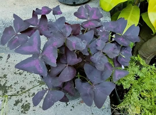 Oxalis triangularis Purple Shamrock untuk pot meja dan rak tanaman