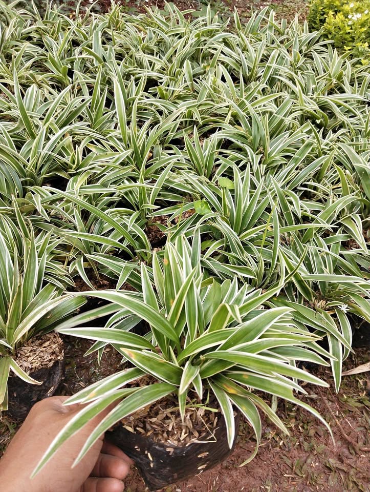 Jual tanaman hias Lili Hawai Lili Paris Hawai Spider Plant untuk pot dan taman
