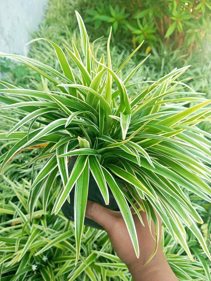 Tanaman Lili Paris Hawai daun rimbun untuk tanaman gantung