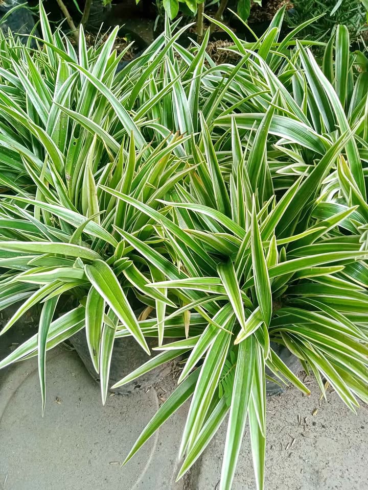 Spider Plant Chlorophytum comosum untuk dekorasi indoor terang