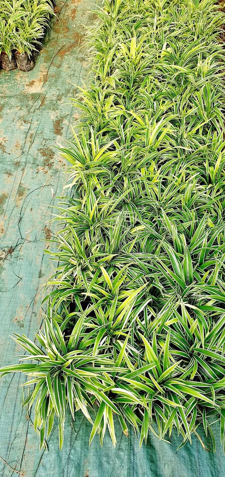 Lili Hawai untuk border taman minimalis dan landscape