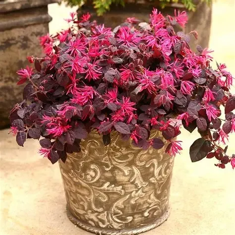 Jual tanaman hias Loropetalum ungu merah Chinese Fringe Flower untuk taman dan landscape