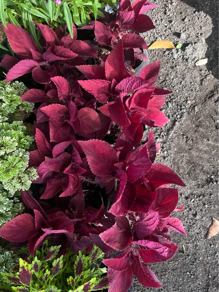 Jual tanaman hias Miana Merah Daun Miana Coleus Merah untuk taman dan landscape