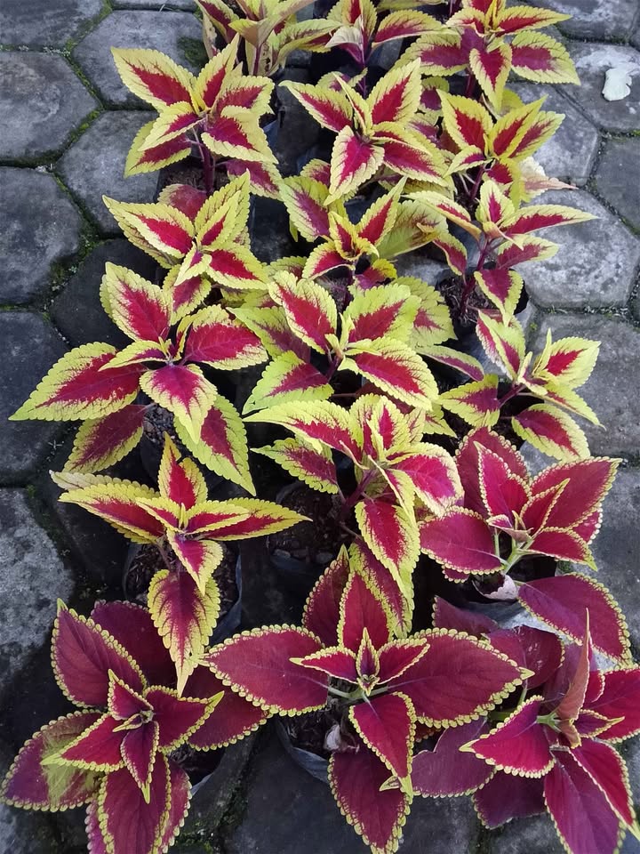 Daun Miana Merah Coleus Merah untuk aksen warna taman