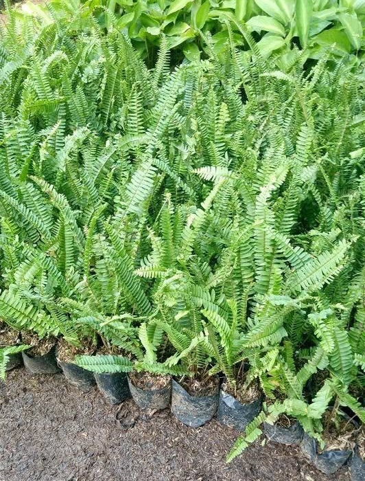 Jual tanaman hias Pakis Kelabang Pakis Boston Nephrolepis untuk pot dan taman teduh