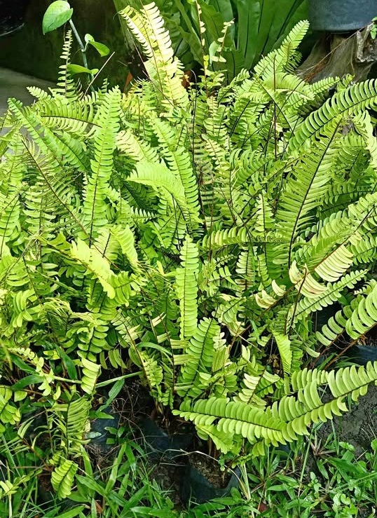 Pakis Boston Nephrolepis hijau rimbun untuk tanaman gantung
