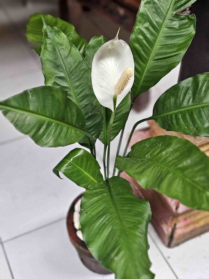 Jual tanaman hias Peace Lily Spatifilum Pis Lili Spathiphyllum untuk indoor dan taman teduh