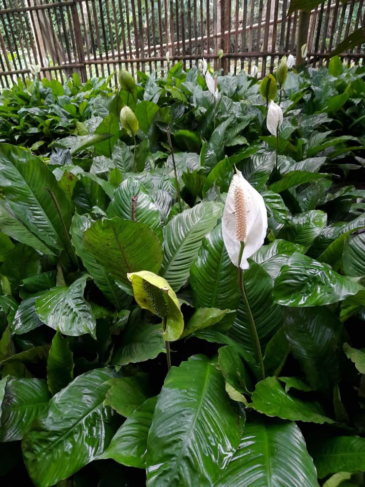 Tanaman Peace Lily bunga putih untuk rumah kantor dan cafe