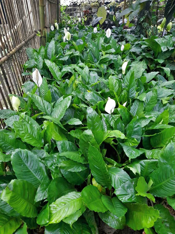 Spatifilum Spathiphyllum untuk pot dekoratif dan teras teduh