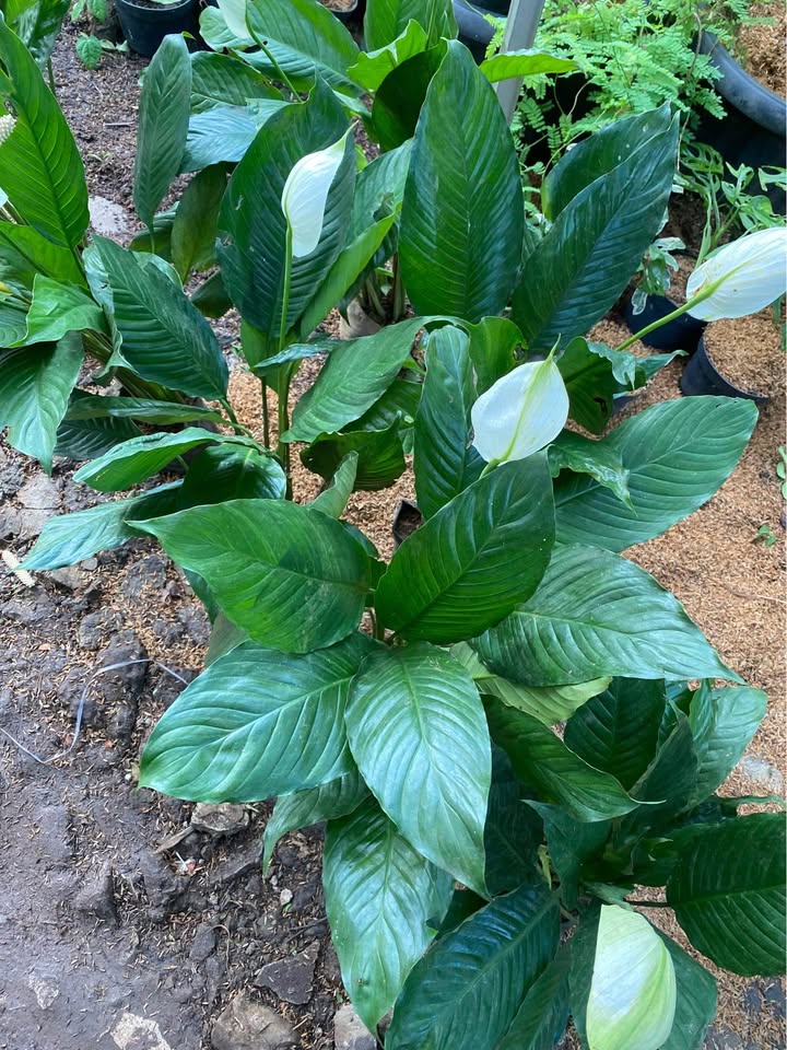 Tanaman hias Peace Lily untuk cafe hotel kantor dan ruang tamu